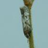 Caryocolum blandelloides ex larva, Nairn 2013 (Photo: © S Palmer)