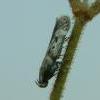 Caryocolum blandelloides, ex larva Nairn (Photo: © S Palmer) 