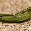 Caryocolum junctella larva Worcs 2016 (Photo: © O Wadsworth)