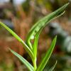 Caryocolum tricolorella feeding sign (Photo: © B Smart)