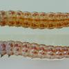 Caryocolum tricolorella larva (Photo: © B Smart) 