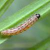 Caryocolum tricolorella larva 2014 (Photo: © P Clement)