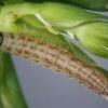 Caryocolum tricolorella larva (Photo: © R J Heckford)