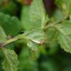 Nothris congressariella larval feeding signs on Balm-leaved figwort (Scrophularia scorodonia), Gugh, Isles of Scilly (Photo: © D Grundy)