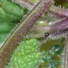 Nothris congressariella larva on Balm-leaved figwort (Scrophularia scorodonia), Gugh (Photo: © D Grundy)