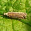 Nothris congressariella bred ex larva Gugh, Isles of Scilly 2015 (Photo: © B Dawson)