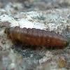 Aproaerema anthyllidella larva (Photo: © S M Palmer)