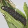Aproaerema vinella larva (Photo: © R J Heckford)
