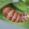 Aproaerema taeniolella larva (Photo: © R J Heckford)