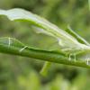 Anacampsis populella feeding roll on Salix (Photo: © B Smart)
