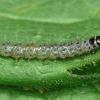 Anacampsis populella larva (Photo: © P Clement)