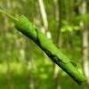 Anacampsis populella feeding roll Salix (Photo: © B Smart)