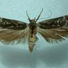 Anacampsis blattariella gen det female Witley 1964 (Photo: © S M Palmer)