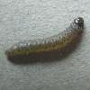 Anacampsis blattariella larva (Photo: © D Manning)