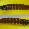 Anarsia spartiella larvae bred Cheshire 2016 (Photo: © B Smart)