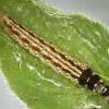 Acompsia schmidtiellus larva: 23.v.2009, Origanum vulgare, Branscombe Mouth, Devon (Photo: © R J Heckford)