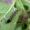 Acompsia schmidtiellus larva 2015 (Photo: © S Palmer)