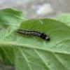 Acompsia schmidtiellus larva Hants 2015 (Photo: © S Palmer)
