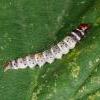Dichomeris ustalella larva (Photo: O Wadsworth)