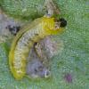 Chrysoemelid beetle larva (Manutura sp) for comparison (Photo: © R J Heckford)