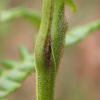 Monochroa cytisella gall Dorset, May 2017 (Photo: © B Smart)