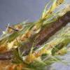 Phiaris palustrana larva (Photo: © R J Heckford)