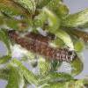 Aproaerema suecicella larva, Cornwall, 2015 (Photo: © R J Heckford)