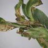Aproaerema vinella, mined leaf Genista tinctoria, (Photo: © R J Heckford)