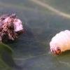Metzneria lappella larva (Photo: © B Smart)