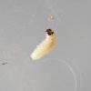 Metzneria metzneriella larva (Photo: © B Smart)