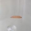 Chrysoesthia drurella larva (Photo: B Smart)