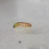 Chrysoesthia sexguttella larva (Photo: © B Smart)