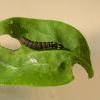 Athrips mouffetella larva (Photo: © B Smart)