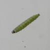 Teleiodes vulgella larva (Photo: © B Smart)