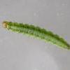 Carpatolechia proximella larva (Photo: © B Smart)