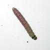Carpatolechia alburnella larva (Photo: © B Smart)