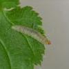 Teleiodes sequax larva (Photo: B Smart)