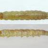 Teleiodes sequax larva (photo: B. Smart)