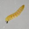 Mirificarma mulinella larva (Photo: © B Smart)