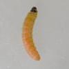 Mirificarma mulinella larva (Photo: © B Smart)