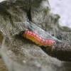 Scrobipalpa costella larva (Photo: © B Smart)