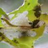 Scrobipalpa acuminatella larva in mine (Photo: © B Smart)