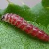 Scrobipalpa acuminatella larva 2016 Manchester (Photo: © B Smart) 