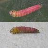 Scrobipalpa acuminatella larvae (Photo: © B Smart) 