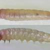 Caryocolum viscariella larva (Photo: © B Smart)