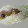 Caryocolum viscariella larva in spinning (Photo: © B Smart)