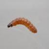 Caryocolum fraternella larva (Photo: © B Smart)