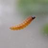 Caryocolum fraternella larva (Photo: © B Smart)