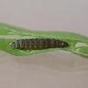 Aproaerema anthyllidella larva (Photo: © B Smart)