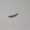Aproaerema anthyllidella larva (Photo: © B Smart)